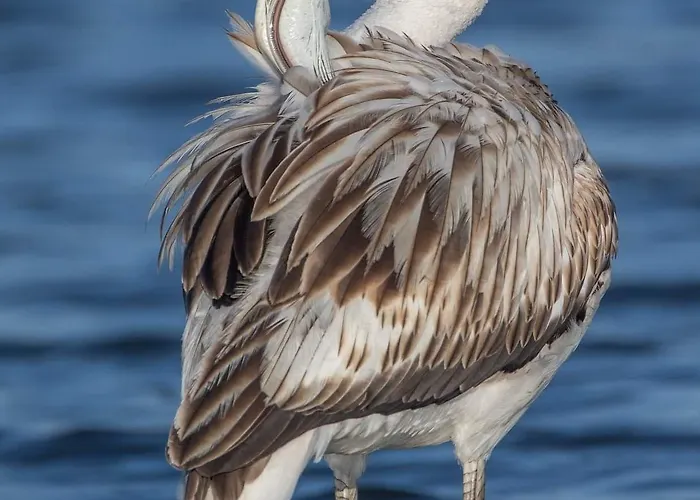 House Babylon With Kitchenette And Garden 4* Torreira