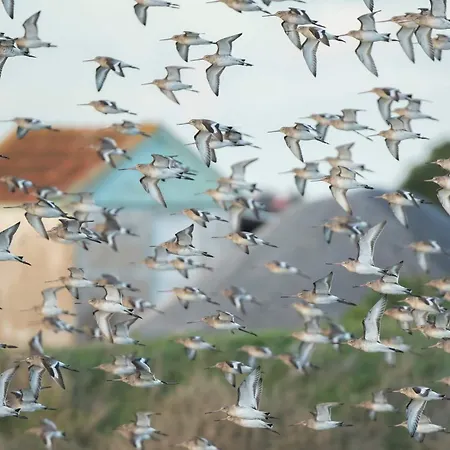 House Babylon With Kitchenette And Garden 4* トレイラ