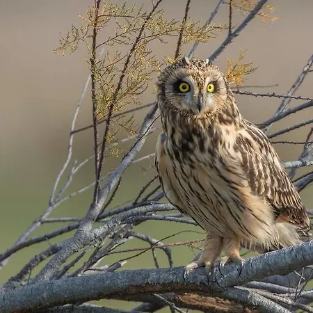 House Babylon With Kitchenette And Garden 4* トレイラ