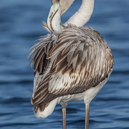 House Babylon With Kitchenette And Garden 4* トレイラ