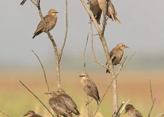 Konukevi House Babylon With Kitchenette And Garden